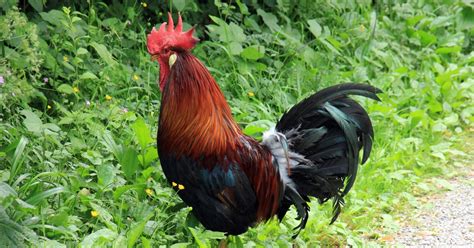 vitamins sa manok panabong|Alamin ang Wastong Gamefowl Nutrition and Vitamins.
